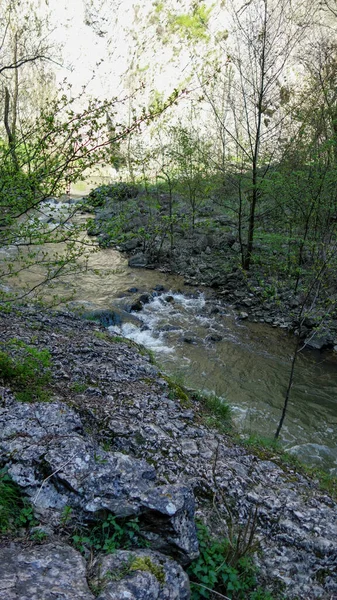 Ένα Ποτάμι Στο Δάσος — Φωτογραφία Αρχείου