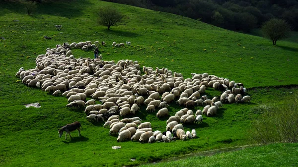 Вівці Гірському Лузі — стокове фото
