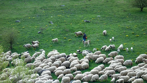 Вівці Лузі Горах — стокове фото