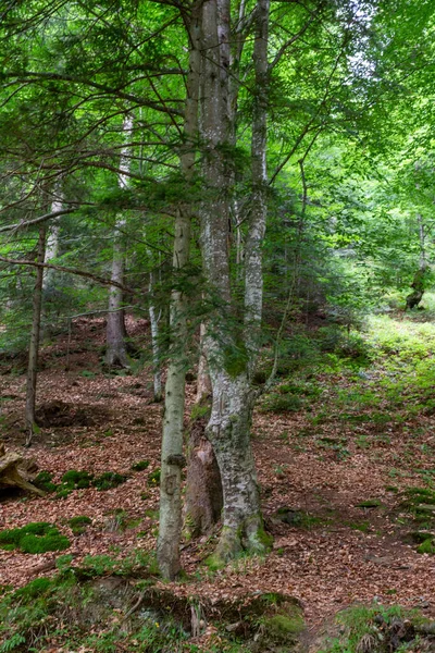 Ένα Κάθετο Πλάνο Ενός Πράσινου Δάσους Και Των Δέντρων — Φωτογραφία Αρχείου