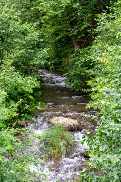 森林中的一条小河 — 图库照片