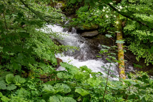 Waterfall Carpathian Mountain Forest Ukraine — Stock Photo, Image