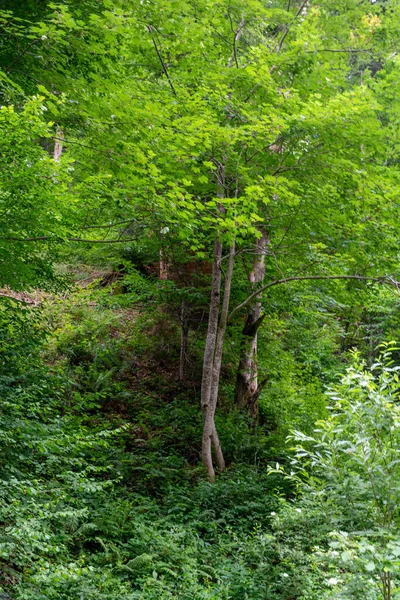 Wald Sommer — Stockfoto