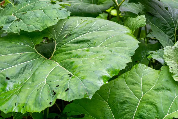 Yeşil lahananın dikey görüntüsü 