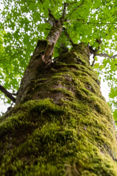 Musgo Verde Tronco Árvore Floresta — Fotografia de Stock