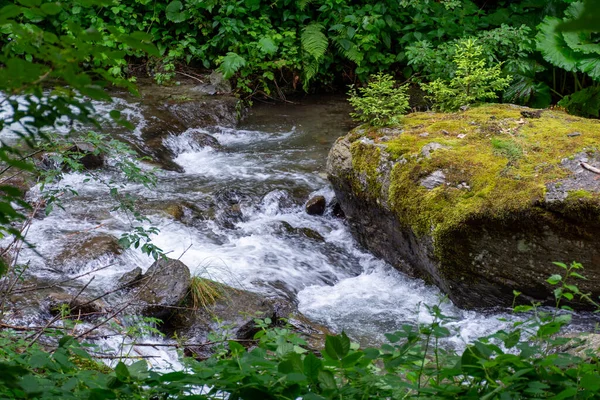 Ormandaki dağ nehri 