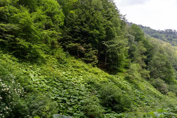 Floresta Verde Paisagem Montanha — Fotografia de Stock