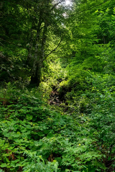 Πράσινο Δάσος Πρωί — Φωτογραφία Αρχείου