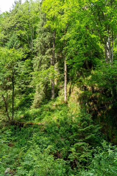 Floresta Montanha Verão — Fotografia de Stock