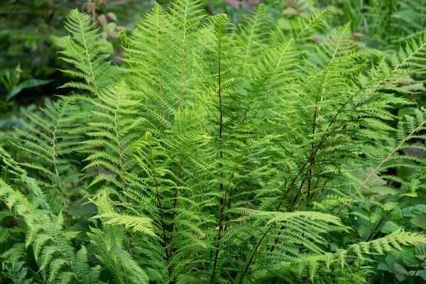 Folhas Verdes Feto — Fotografia de Stock