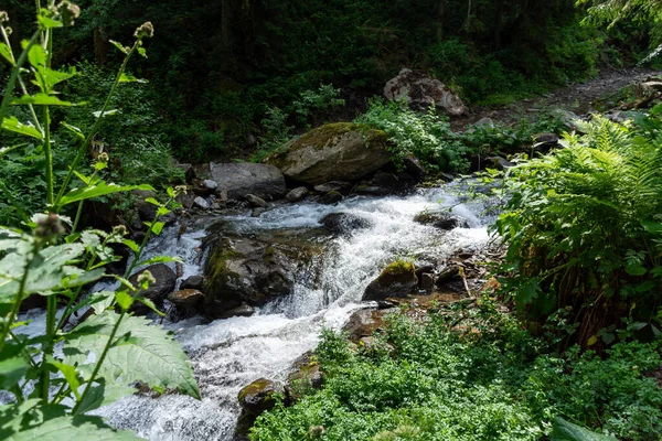 Beautiful Shot River Surrounded Greenery — Stock Photo, Image