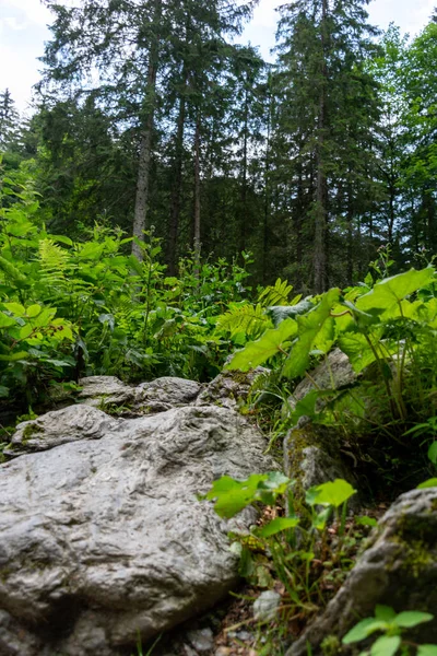 stock image green plants growing through the stones 