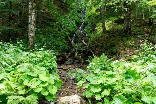Ein Schöner Blick Auf Den Grünen Wald Den Bergen — Stockfoto