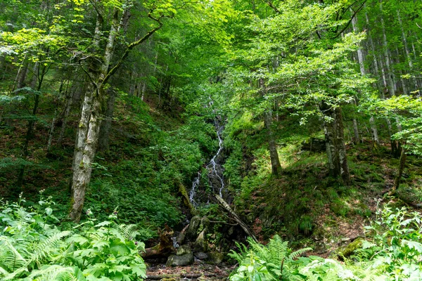 Μικρό Ποτάμι Και Δάσος Στα Βουνά — Φωτογραφία Αρχείου