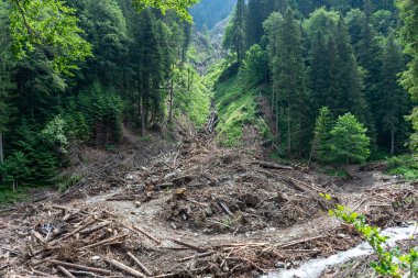 Dağlardaki bir ormanın güzel bir görüntüsü 