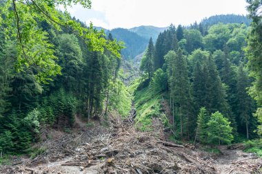 Ormana giden bir yol 