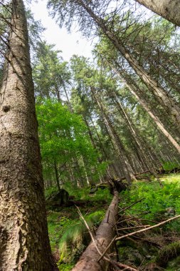 Ormandaki yeşil ağaç 