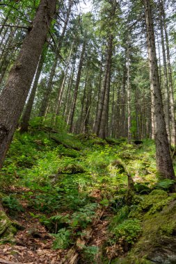 Güzel orman ve yeşil ağaçlar 