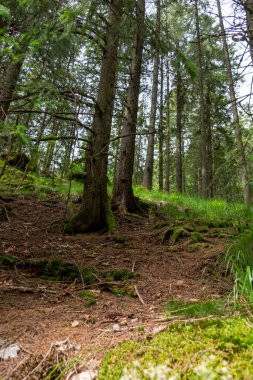 Güzel yeşil dağ ormanı ilkbahar günü 