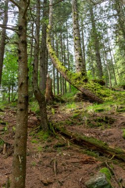Karpat Dağları, Ukrayna 'nın güzel manzarası 