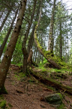 Dağlardaki güzel orman 