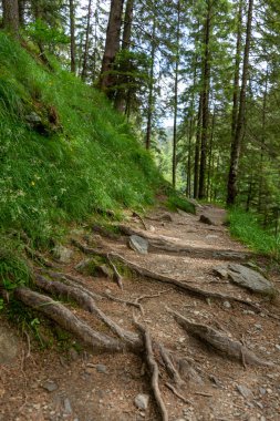 Dağ ormanında yürüyüş yolu 