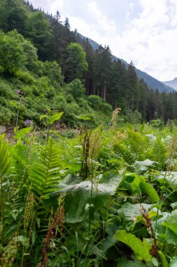Dağların güzel manzarası 