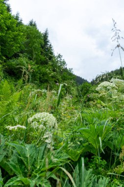 Karpatlar 'daki vahşi dağ ormanı 