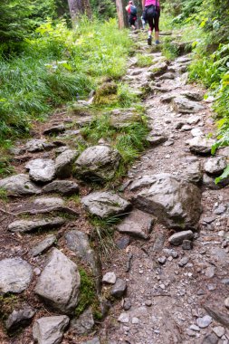 Yazın Karpatlar 'da yürüyüş. 