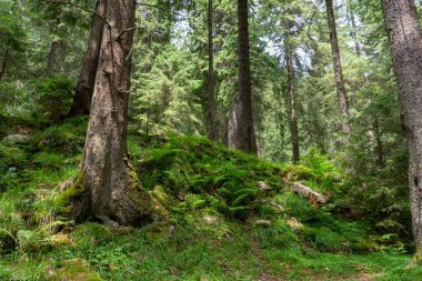 Sabah güzel bir orman 