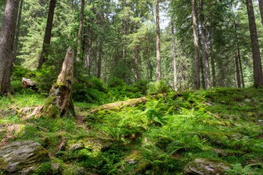 Yeşil ve yeşil ormandaki bir ormanın dikey görüntüsü. 