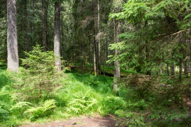 güzel yeşil orman manzara 