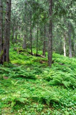 Güzel yeşil orman sabah 