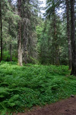 Büyük ağaçlı yeşil orman 