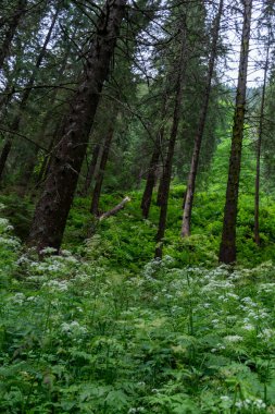 Dağlardaki güzel orman 