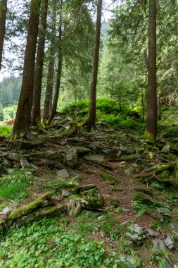 taşlı ve ağaçlı orman 