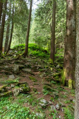 Ormandaki bir taşın yakın çekimi. 