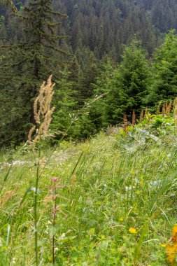 Dağlardaki bir tepenin üzerindeki ormanın güzel bir görüntüsü. 
