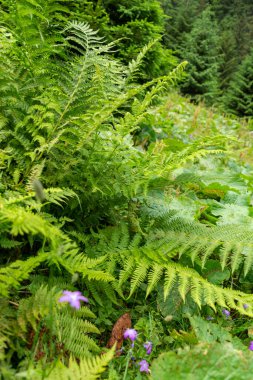 Yaz ormanında yeşil eğrelti otu 