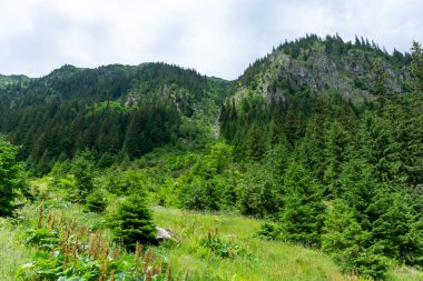 Karpatlar 'daki yeşil dağ vadisi 