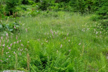 Kır çiçekleri ile yeşil çayır 