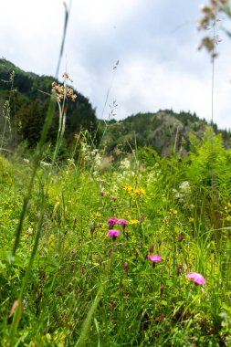 Bahçedeki güzel çiçekler 
