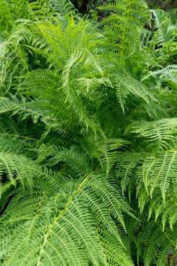 Bahçedeki güzel yeşil bitkiler. 