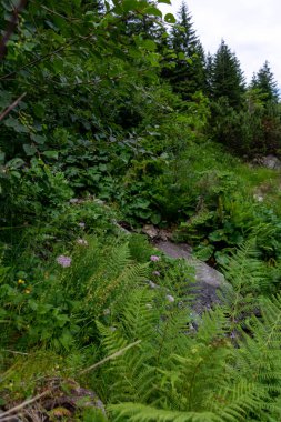 Ormanlı güzel bir dağ manzarası. 