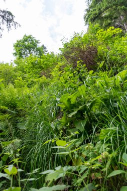 Güzel orman manzarası. Doğa. 