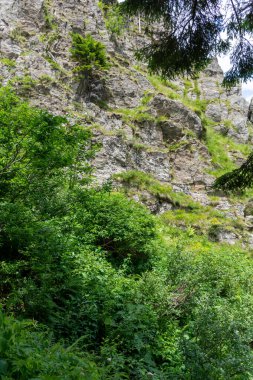 Yeşil bir ormanın yakın çekim görüntüsü. 