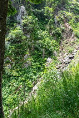 Dağdaki kayalarda yeşil bitkiler 