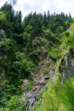 Ormandaki güzel bir dağ nehri manzarası. 