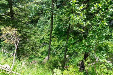 Güzel, yeşil bir orman. 