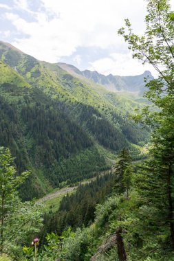 Yazın Karpatlar 'da dağ manzarası 